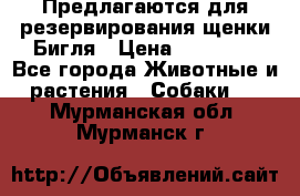 Предлагаются для резервирования щенки Бигля › Цена ­ 40 000 - Все города Животные и растения » Собаки   . Мурманская обл.,Мурманск г.